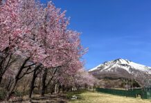 Tohoku Iwakiyama Sakura Namiki