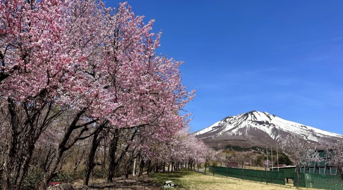 Tohoku Iwakiyama Sakura Namiki