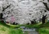 Tohoku Kannonji-gawa Sakura