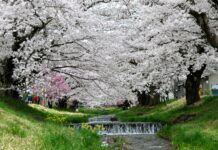 Tohoku Kannonji-gawa Sakura