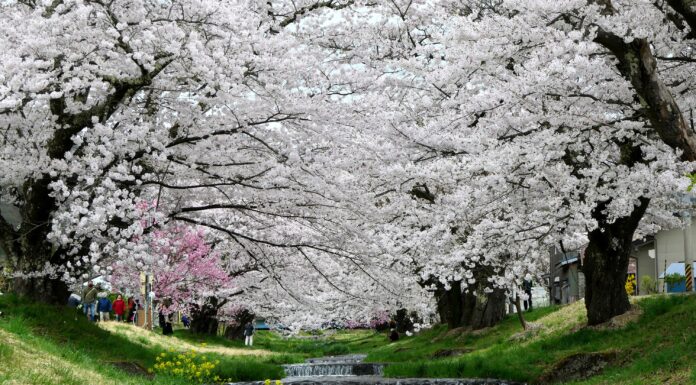 Tohoku Kannonji-gawa Sakura