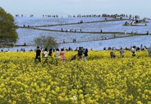 Nemophila Hitachi Seaside Park