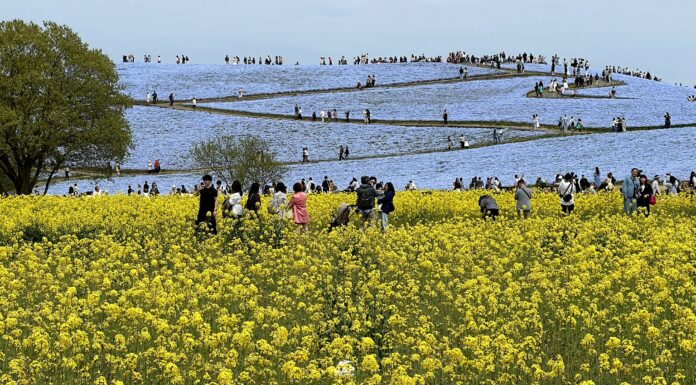 Nemophila Hitachi Seaside Park