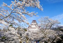 Check In 15 จุดซากุระ Fukushima