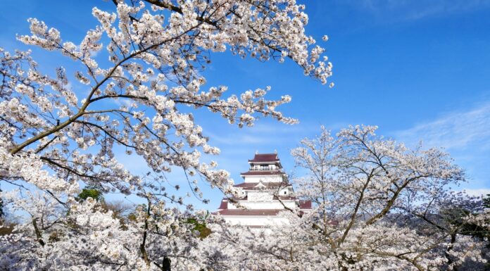 Check In 15 จุดซากุระ Fukushima