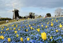 คันไซซากุระสวน Tsurumi Ryokuchi Park