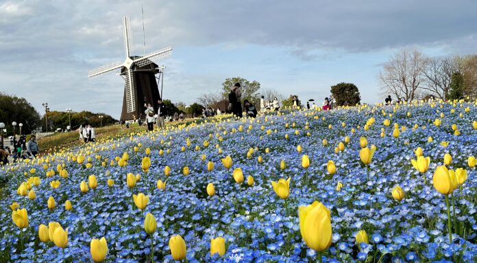 คันไซซากุระสวน Tsurumi Ryokuchi Park