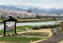 อัพเดทซากุระที่ Miyagawa Senbonsakura