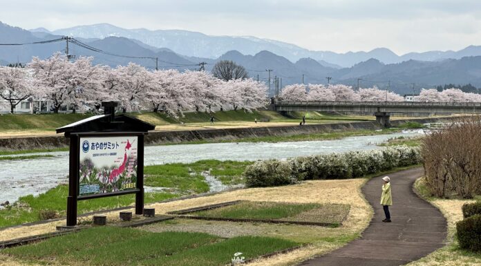 อัพเดทซากุระที่ Miyagawa Senbonsakura