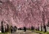 อัพเดทชิดะเระซากุระ Nicchu Line Weeping Cherry Tree