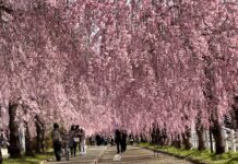 อัพเดทชิดะเระซากุระ Nicchu Line Weeping Cherry Tree