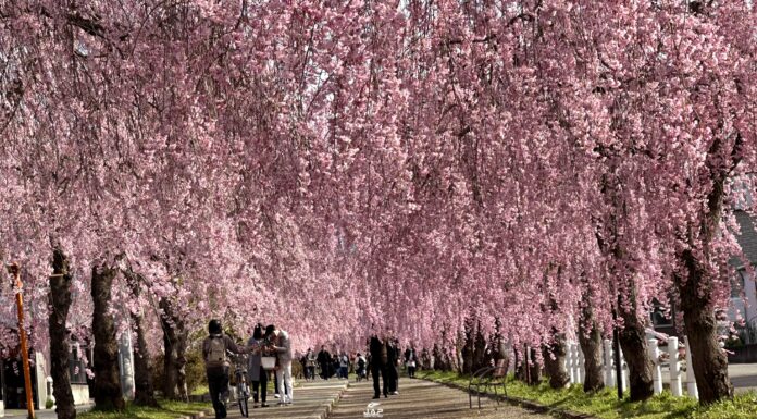 อัพเดทชิดะเระซากุระ Nicchu Line Weeping Cherry Tree