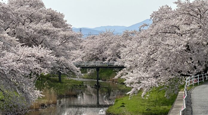 อัพเดทซากุระ Fujitagawa Fureai Sakura