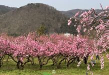 อัพเดทสวนดอกพีชที่ Hanamomo no sato