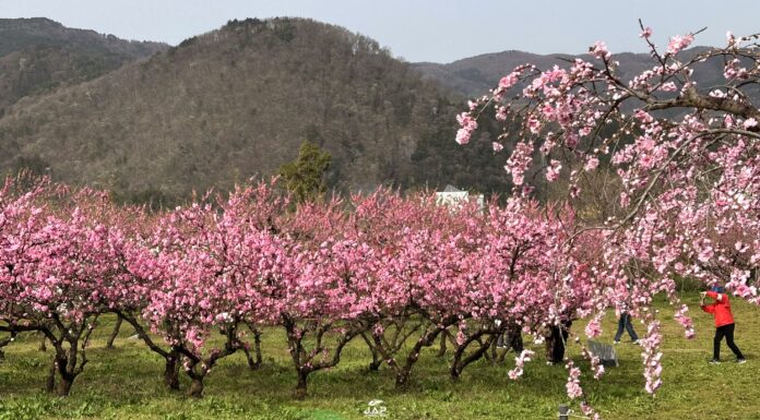 อัพเดทสวนดอกพีชที่ Hanamomo no sato