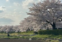 อัพเดทซากุระที่ Arakawa Sakura Tsutsumi Park