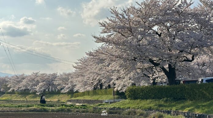 อัพเดทซากุระที่ Arakawa Sakura Tsutsumi Park