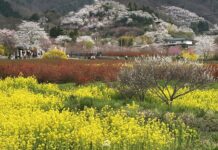 อัพเดทสวน Hanamiyama 10/4/2025