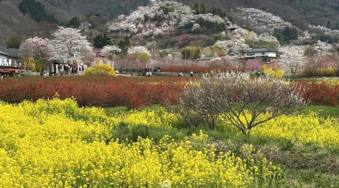 อัพเดทสวน Hanamiyama 10/4/2025