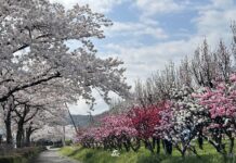 อัพเดทซากุระที่ Hanamomo Park