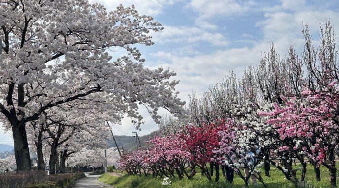 อัพเดทซากุระที่ Hanamomo Park