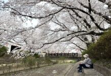 อัพเดทซากุระที่ Motoarakawa Sakuranamiki