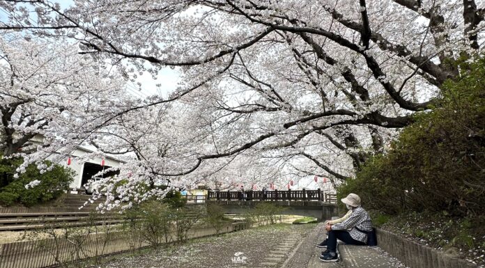 อัพเดทซากุระที่ Motoarakawa Sakuranamiki
