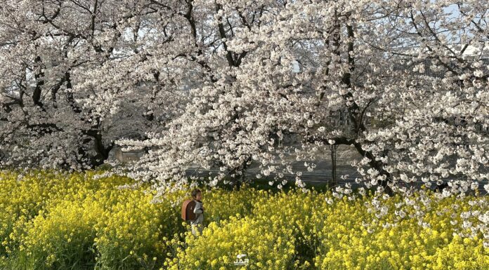 อัพเดทซากุระที่ Kumagaya Sakura Tsutsumi