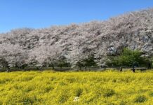 อัพเดทซากุระที่ Gongendo Sakura Tsutsumi