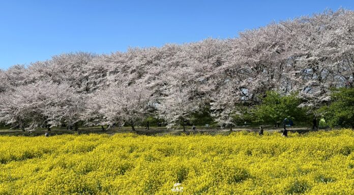 อัพเดทซากุระที่ Gongendo Sakura Tsutsumi