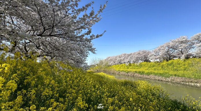 อัพเดทซากุระที่ Aogehori-gawazoi Sakura