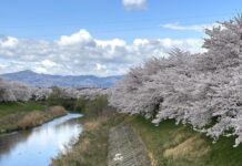 อัพเดทซากุระที่ Sasahara-gawa Sakuranamiki