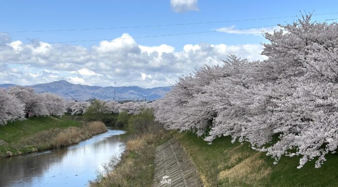 อัพเดทซากุระที่ Sasahara-gawa Sakuranamiki