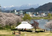 อัพเดทซากุระที่ Tendo Park
