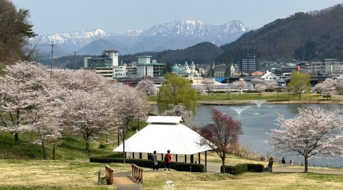 อัพเดทซากุระที่ Tendo Park