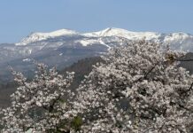 อัพเดทซากุระ Kaminoyama Castle