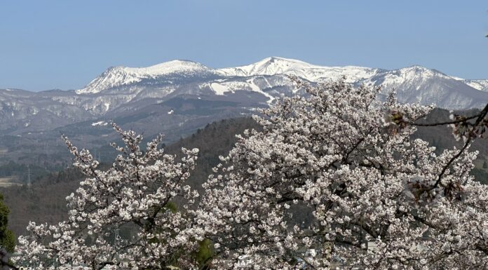 อัพเดทซากุระ Kaminoyama Castle