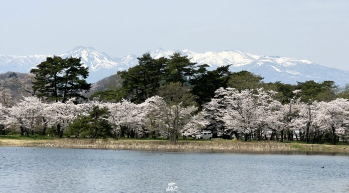 อัพเดทซากุระ Nanko Park