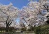 อัพเดทซากุระที่สวน Mizusawa Park