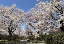 อัพเดทซากุระที่สวน Mizusawa Park