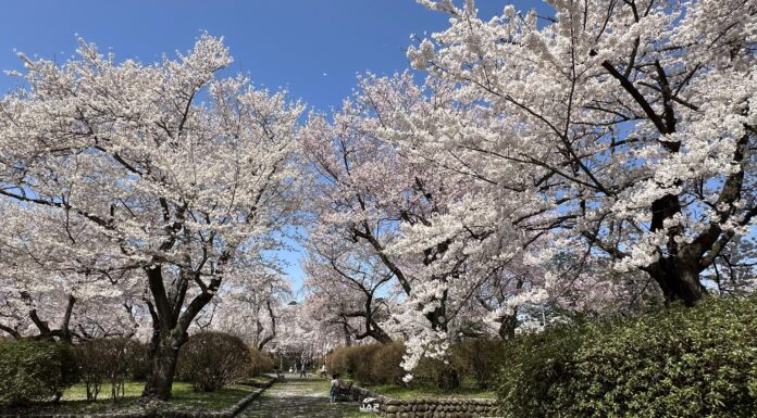 อัพเดทซากุระที่สวน Mizusawa Park
