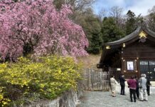 อัพเดทซากุระที่สวน Shinobuyama Park