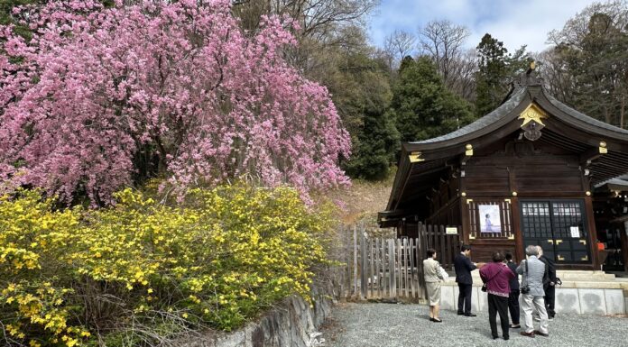 อัพเดทซากุระที่สวน Shinobuyama Park