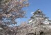 อัพเดทซากุระที่ Tsuruga Castle