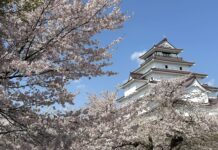 อัพเดทซากุระที่ Tsuruga Castle