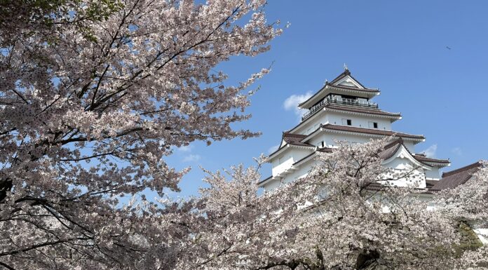 อัพเดทซากุระที่ Tsuruga Castle