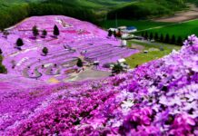 Higashimokto Shibazakura Park