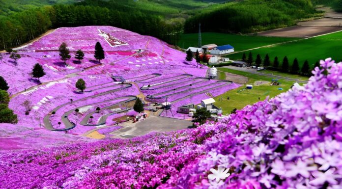 Higashimokto Shibazakura Park