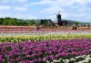 Kamiyubetsu Tulip Park