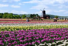 Kamiyubetsu Tulip Park